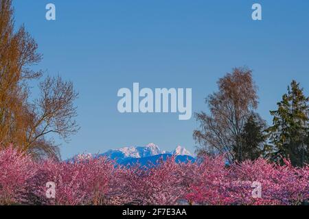 Cherry blossoms, Garry Point Park, Steveston, Richmond, British Columbia, Canada Stock Photo