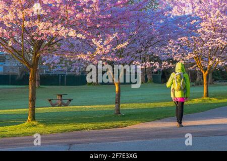 Cherry trees in bloom, Stanley Park, Vancouver, British Columbia, Canada Stock Photo
