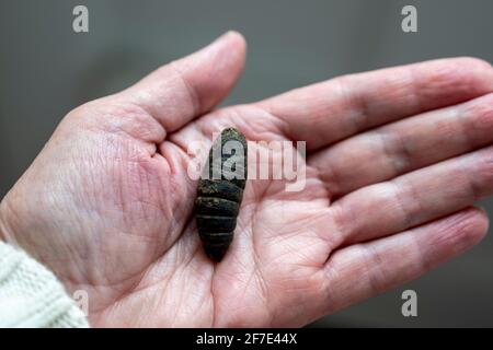 A large chrysalis of the Eyed Hawk Moth, smerinthus ocellata. Stock Photo