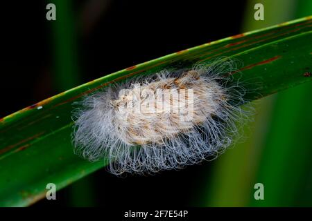 A southern flannel moth caterpillar, Megalopyge opercularis, crawling on a leaf. Stock Photo