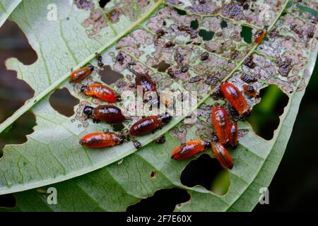 Air potato leaf beetle, Lilioceris cheni, larvae or grubs feeding on an air potato leaves. Stock Photo