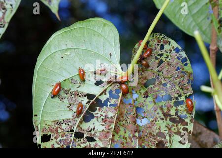 Air potato leaf beetle, Lilioceris cheni, larvae or grubs feeding on an air potato leaves. Stock Photo