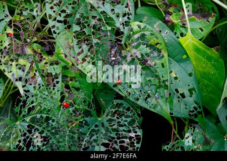 Air potato leaf beetle, Lilioceris cheni, larvae or grubs feeding on an air potato leaves. Stock Photo