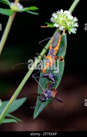 An adult milkweed assassin bug, Zelus longipes, feeding on a Potter Wasp, Eumens fraternus. Stock Photo