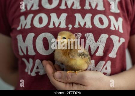 Close up of person holding chick with mom shirt on Stock Photo