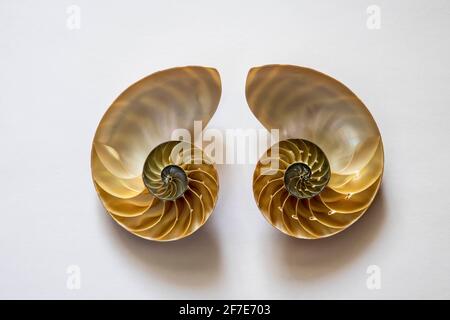 Two halves of an open nautilus sea shell. Stock Photo