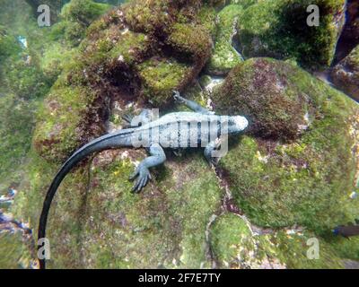 Marine iguana eating algae off a lava rock at Punta Espinoza, Fernandina Island, Galapagos, Ecuador Stock Photo