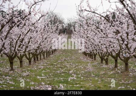 Apricot orchard in full bloom, flower on the floor after pruning Stock Photo