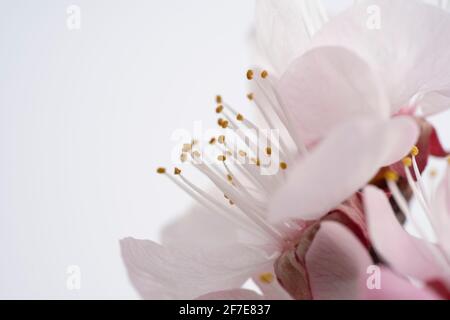 Macro shot of an fruit tree flower, spring orchard in full bloom Stock Photo
