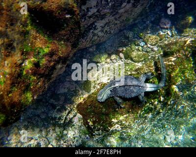 Marine iguana eating algae off a lava rock at Punta Espinoza, Fernandina Island, Galapagos, Ecuador Stock Photo