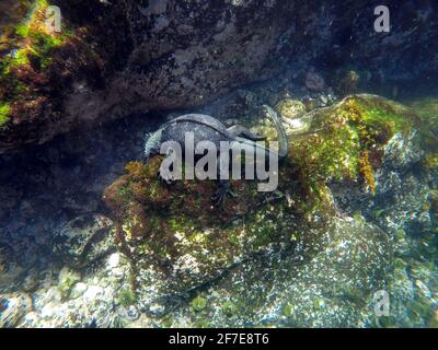 Marine iguana eating algae off a lava rock at Punta Espinoza, Fernandina Island, Galapagos, Ecuador Stock Photo