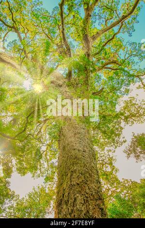 Ancient Big tree in Tsitsikamma national forest, on the garden route ...