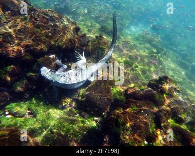 Marine iguana eating algae off a lava rock at Punta Espinoza, Fernandina Island, Galapagos, Ecuador Stock Photo