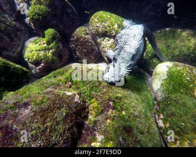 Marine iguana eating algae off a lava rock at Punta Espinoza, Fernandina Island, Galapagos, Ecuador Stock Photo