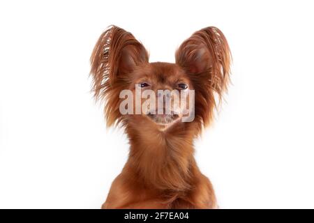 Close up portrait of unhappy russian long haired toy terrier of red color breed dog on white background. Copy space
