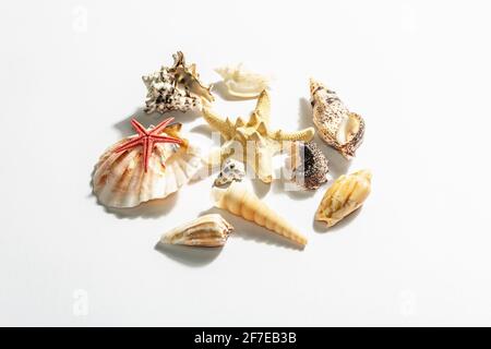 Composition of seashells, starfish and various molluscs isolated on white background. Vacation concept, sea card. A trendy hard light, dark shadow, fl Stock Photo