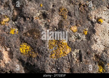 Macro view of  lichens on a boulder. Stock Photo