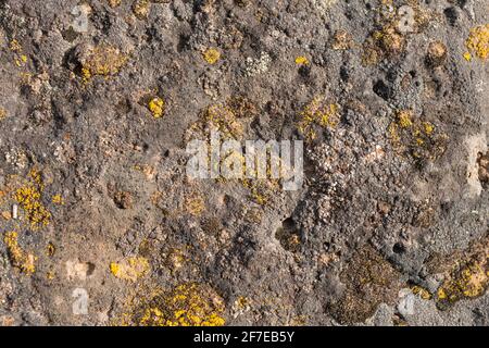 Macro view of  lichens on a boulder. Stock Photo