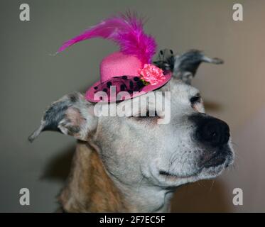 Happy contented old lady senior boxer mix dog in her pink fancy hat Stock Photo