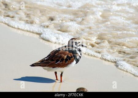 Ruddy turnstone (Arenaria interpres) on the beach at Tortuga Bay, Santa Cruz Island, Galapagos, Ecuador Stock Photo