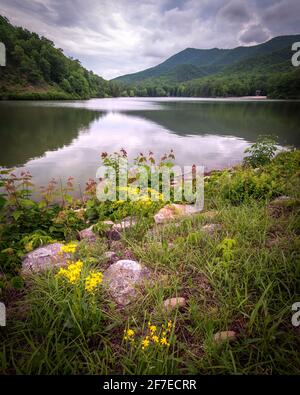 Late Spring wildflowers along the shore of Douthat State Park in the heart of Virginia's Blue Ridge Mountains. Stock Photo