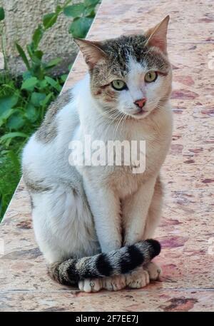 photo of beautiful cat from iraq Stock Photo - Alamy