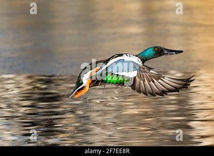 A Northern Shoveler duck has just burst out of the water in Wintertime and is ready for flight. Stock Photo
