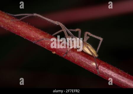 Agrarian Sac Spider of the species Cheiracanthium inclusum Stock Photo