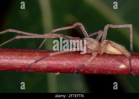 Agrarian Sac Spider of the species Cheiracanthium inclusum Stock Photo