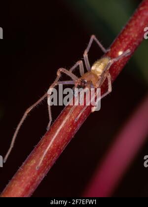 Agrarian Sac Spider of the species Cheiracanthium inclusum Stock Photo