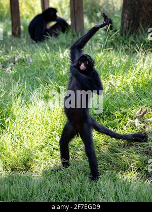 Black-faced Black Spider Monkey of the species Ateles chamek Stock