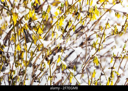 Forsythia x intermedia snow in winter flowering shrub garden plant Stock Photo