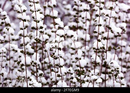 Winter snow scene shrub in white Stock Photo