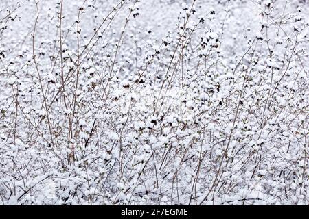 Winter snow scene shrub in white background Stock Photo