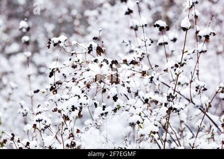 Winter snow scene shrub in white pure Stock Photo