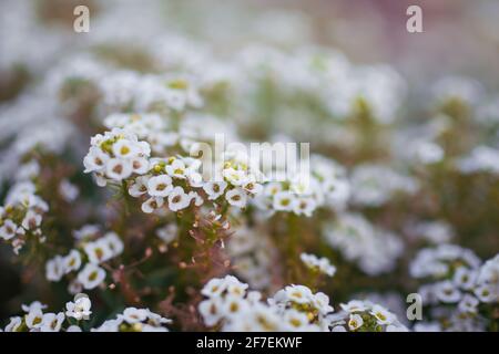 Carpet of small white fragrant flowers alyssum Stock Photo