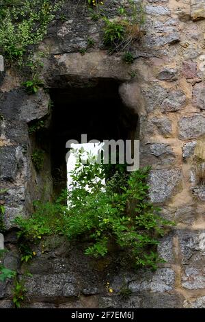 Weathered castle Leofels built in the first century. Window with green plants growing from within the rock walls.