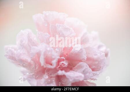 pink carnation flower in water drops close-up Stock Photo