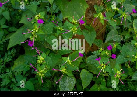 The plant is called four-o'clock because its flowers, from white and yellow to shades of pink and red, sometimes streaked and mottled Stock Photo
