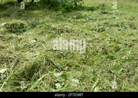 freshly cut grass close-up. green natural background. Stock Photo