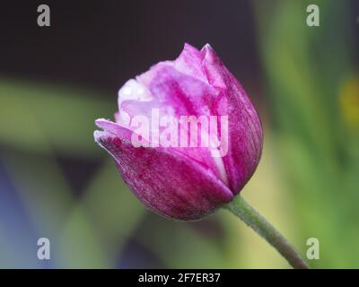 A brand new pink and white Japanese Windflower flower bud  in the process of opening Stock Photo