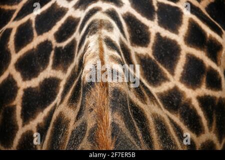African Giraffe detail of orange neck back with dark patches, abstract concept Stock Photo