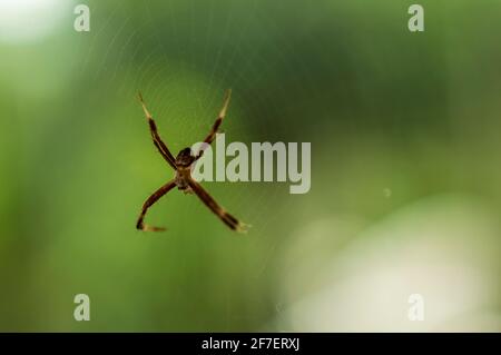 Spiders are air-breathing arthropods that have eight legs, fangs