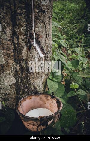 Rubber Tree (Hevea Brasiliensis) Produces Latex. By Using Knife Cut At ...