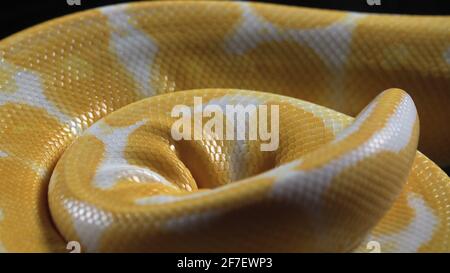 Footage of the albino ball phyton skin Stock Photo