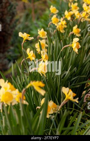 Beautiful delicate, single yellow petal daffodil flower. Closeup of yellow blooming daffodils against blurred background Stock Photo