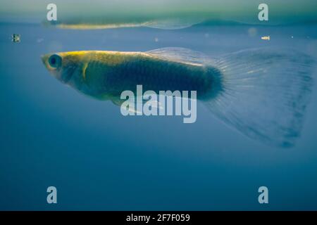 Guppy fish in an aquarium in blue environment. Stock Photo