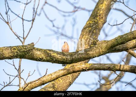Portrait of spring bird Finch on blue sky background Stock Photo