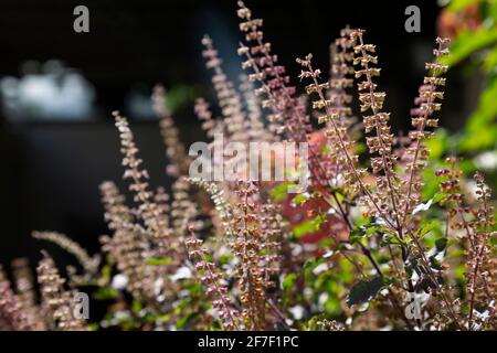 Tulsi , holy basil (Ocimum tenuiflorum) flowers in the garden. Stock Photo