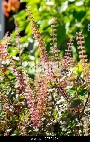 Tulsi , holy basil (Ocimum tenuiflorum) flowers in the garden. Stock Photo